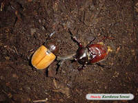 c060724kabuto.jpg
