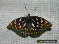 c060727murasaki.jpg