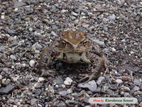 c060808hikigaeru.jpg