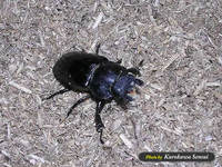c070611newkuwa.jpg