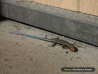 c070825kagabicho.jpg