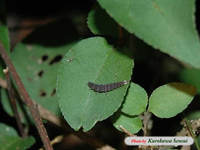 c070825jibotaru.jpg