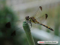 c070829noshime.jpg