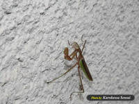 c070903kamakiri.jpg