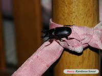 c070908onikuwa.jpg