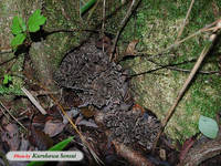 c070926maitake.jpg