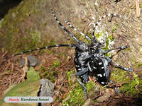 c080808gomadara.jpg