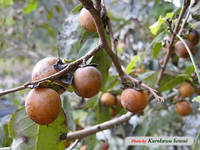 c081030amando.jpg