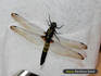 c090808shiokara.jpg