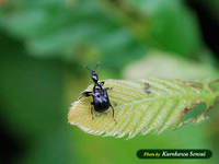 c090812otoshibumi.jpg