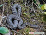 c20090827mamushi.jpg