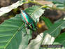 c20090828tamamushi.jpg