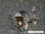 c20090911himizu.jpg