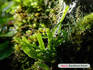 c20090913shida.jpg