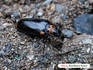 c20090918ookinokomushi.jpg