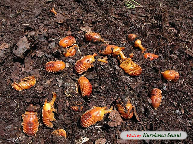 http://www.kurokawasensui.com/mt/images/c060710kabusanagi.jpg