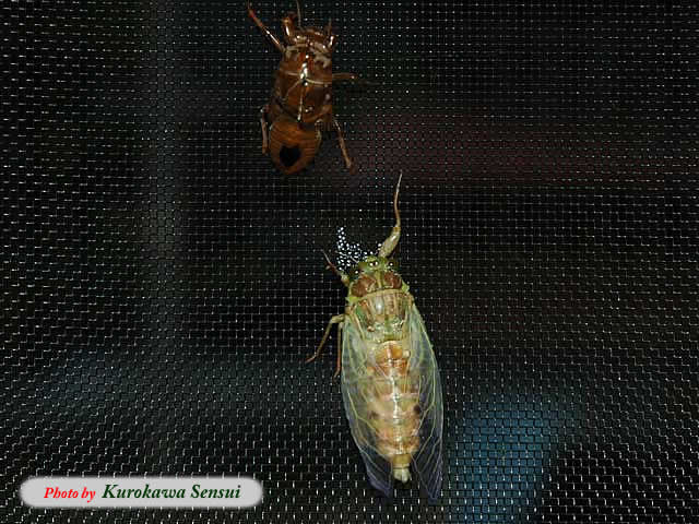 http://www.kurokawasensui.com/mt/images/c060711semiuka.jpg