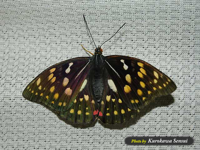 http://www.kurokawasensui.com/mt/images/c060727murasaki.jpg