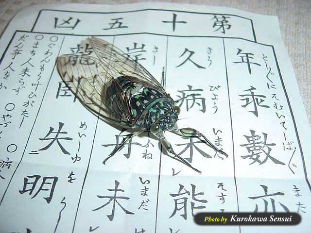 http://www.kurokawasensui.com/mt/images/c060824minmin.jpg