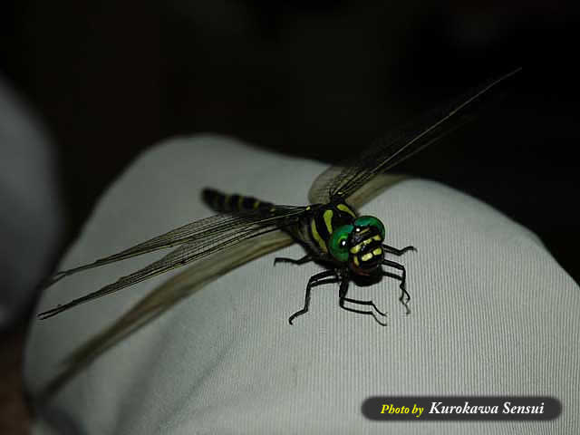 http://www.kurokawasensui.com/mt/images/c060911oniyanma.jpg