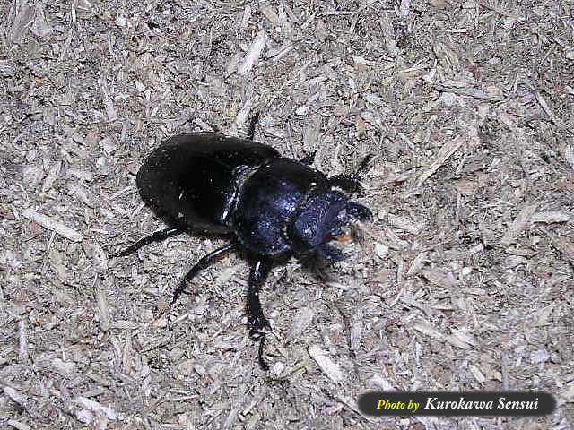 http://www.kurokawasensui.com/mt/images/c070611newkuwa.jpg