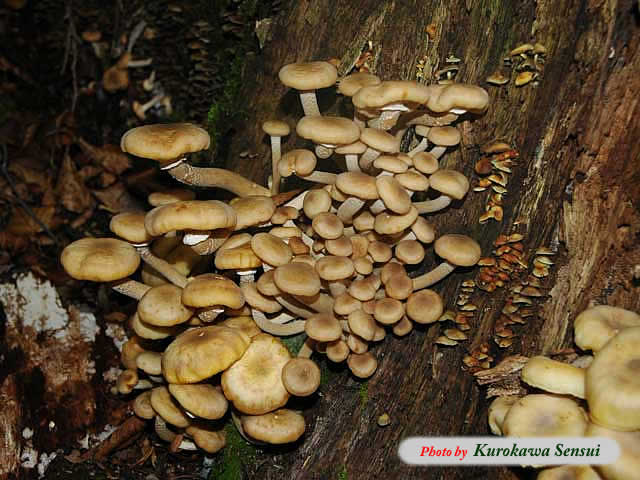 http://www.kurokawasensui.com/mt/images/c070927naratake.jpg