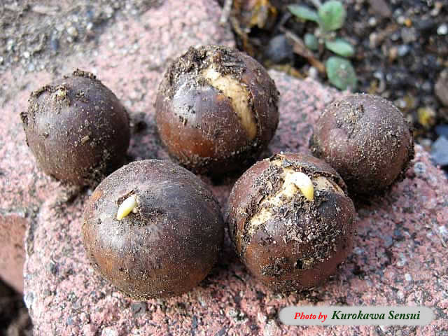 http://www.kurokawasensui.com/mt/images/c080312kunudon.jpg