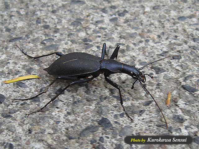 http://www.kurokawasensui.com/mt/images/c080519maimai.jpg