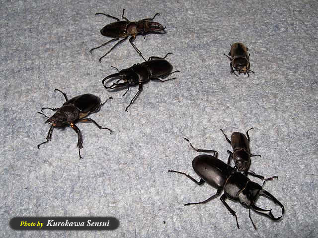 http://www.kurokawasensui.com/mt/images/c080701kuwagari.jpg