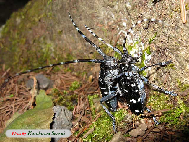http://www.kurokawasensui.com/mt/images/c080808gomadara.jpg