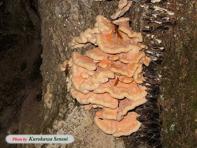 http://www.kurokawasensui.com/mt/images/c080912shishitake.jpg