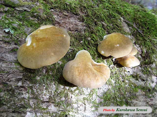 http://www.kurokawasensui.com/mt/images/c081102kawahiki.jpg