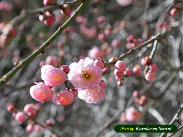 http://www.kurokawasensui.com/mt/images/c090218kobai.jpg