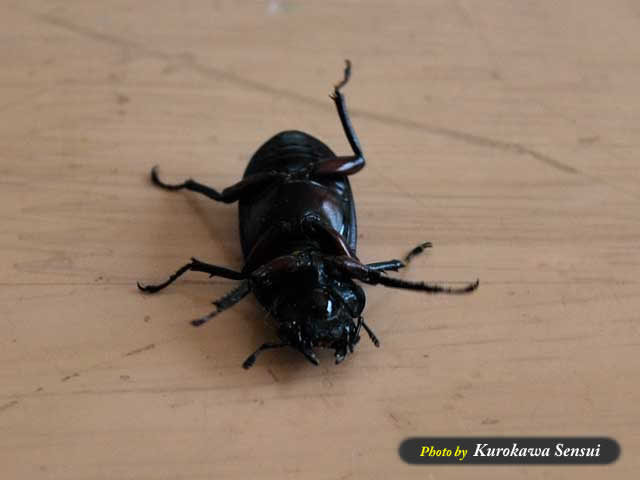 http://www.kurokawasensui.com/mt/images/c090531akaashi.jpg
