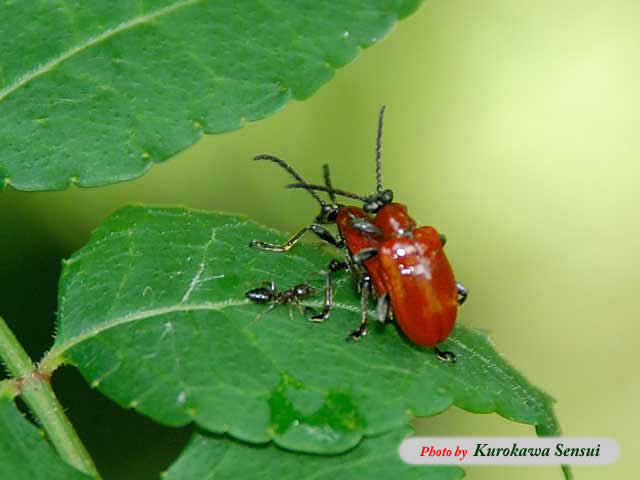 http://www.kurokawasensui.com/mt/images/c090624hamushi.jpg